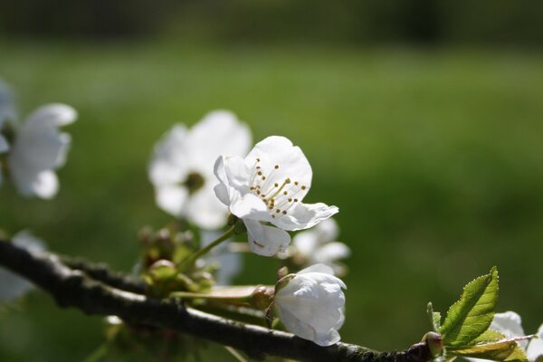 Macro shot of a white apple blossom on a green background