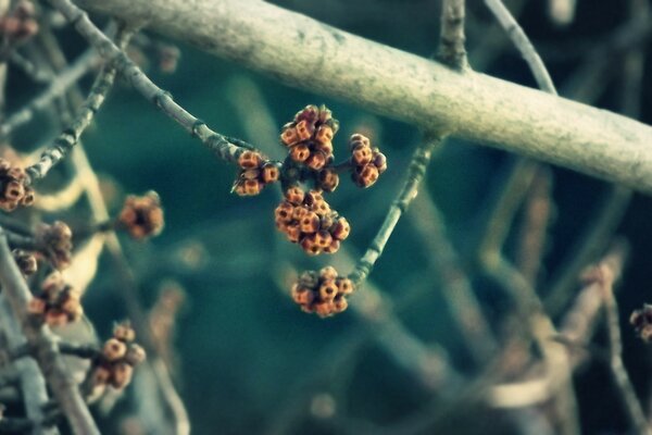 Fotografía macro de ramas secas en el bosque