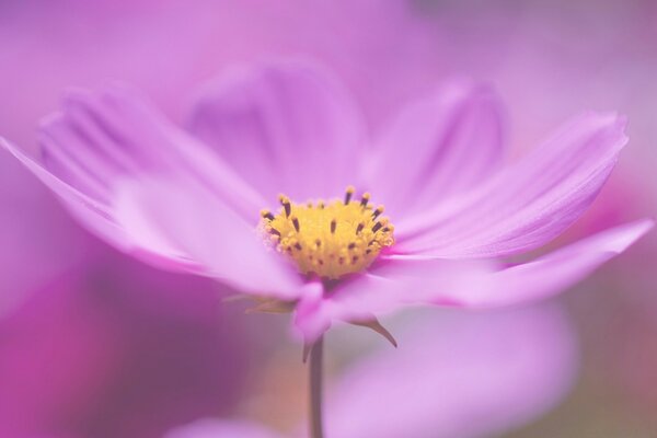 In Schattierungen von rosa Hintergrund und Blume in einer Farbe