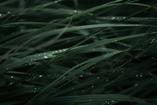 露珠或雨滴特写