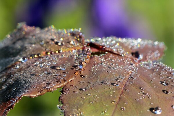 Rosée du matin sur les feuilles des arbres