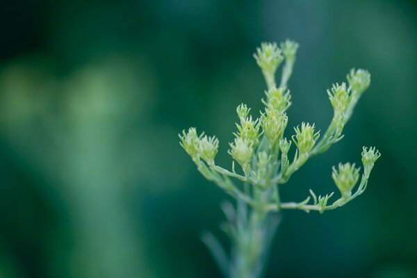 Pousse sur fond vert