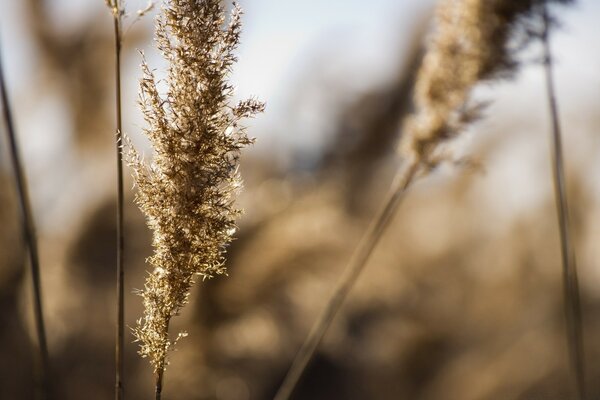 Macro photography of fluffy reeds in winter