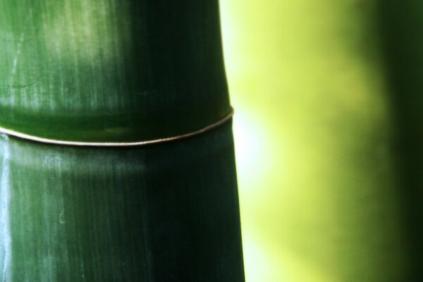 Macro shooting of green bamboo