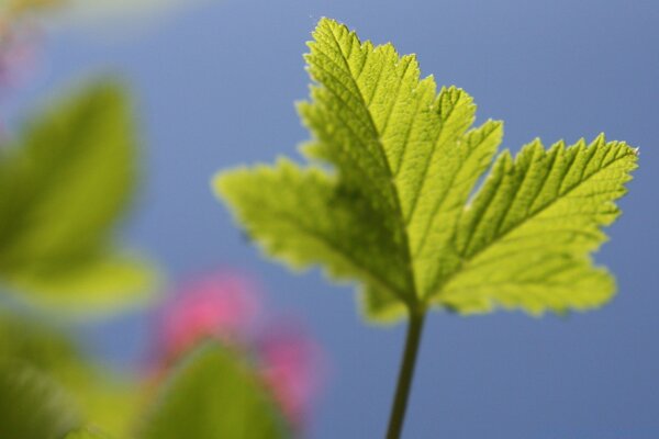 Feuille de framboise sur fond flou