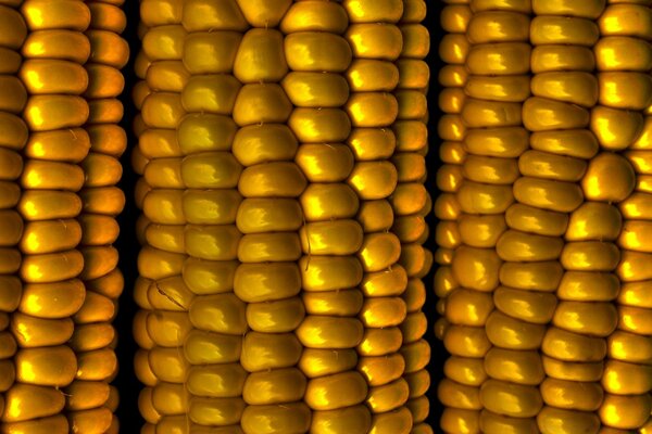 Corn cobs with well-grained grains