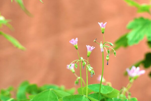 लाल रंग की पृष्ठभूमि पर खिलते फूल