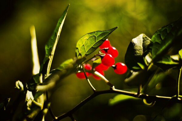 Macro fotografía de bayas de arándano rojo al atardecer