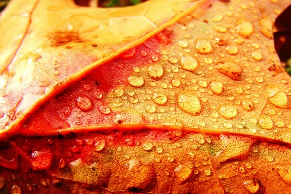 Autumn maple leaf in the rain