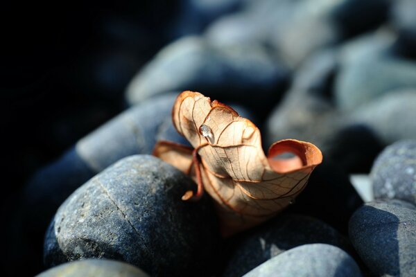 Trockenes Blatt, das auf schwarze Steine gefallen ist