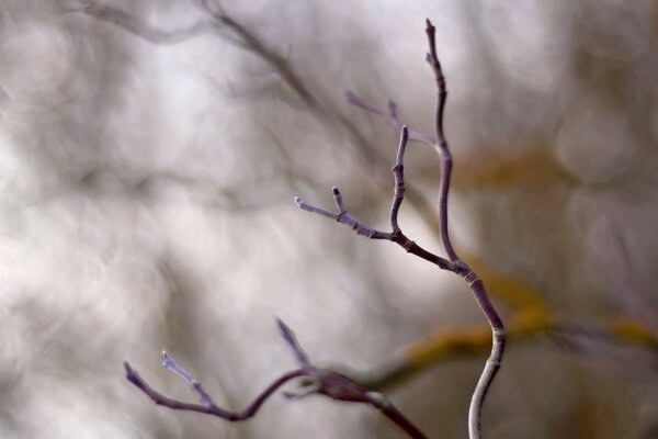 Ein nackter Baum unter dem Ansturm des Winters