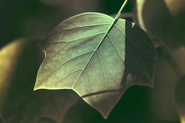 Feuille vert-jaune sur fond vert flou