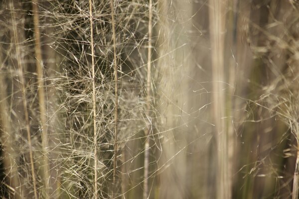 Autumn photography. spider s web