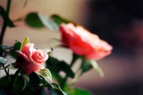 Delicate little pink roses