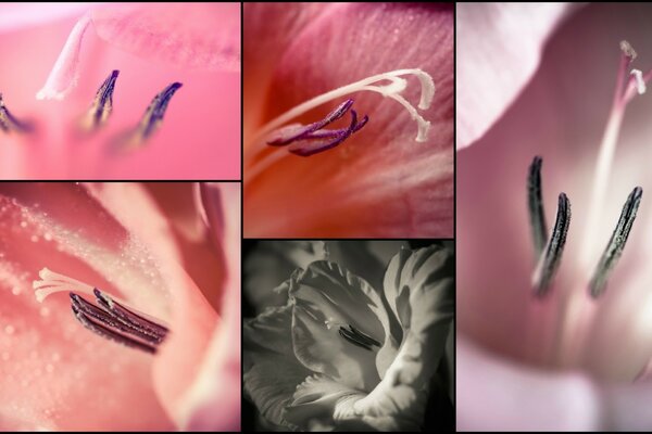 A selection of several photos with Macro photography of flowers