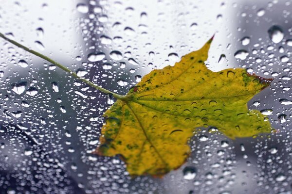 Herbstliches Ahornblatt auf regnerischem Fenster