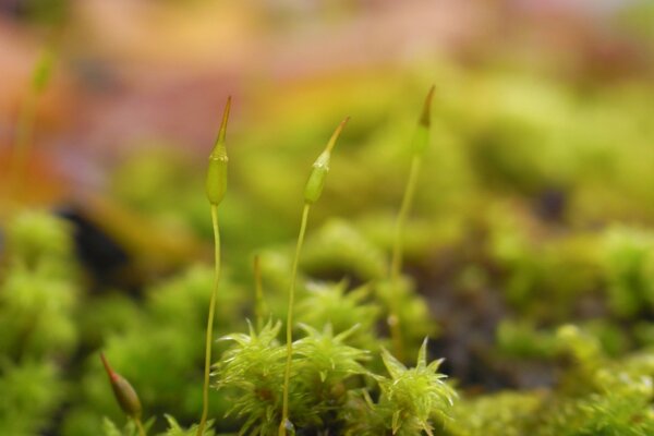 Plantes exotiques sur le bureau