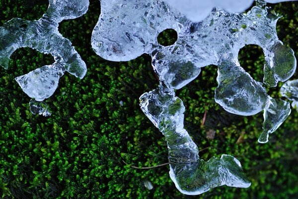 Macrosemka di ghiaccio su una foglia verde