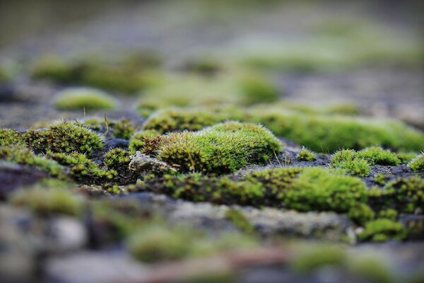 Macro fotografía musgo en las piedras