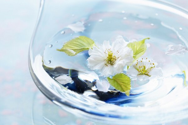 زهرة بيضاء في ماء صاف