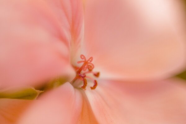 Fotografia Macro de pistilo e estame de flor