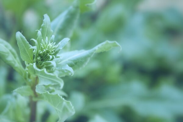 The nature of plants in macro photography of a photo lens