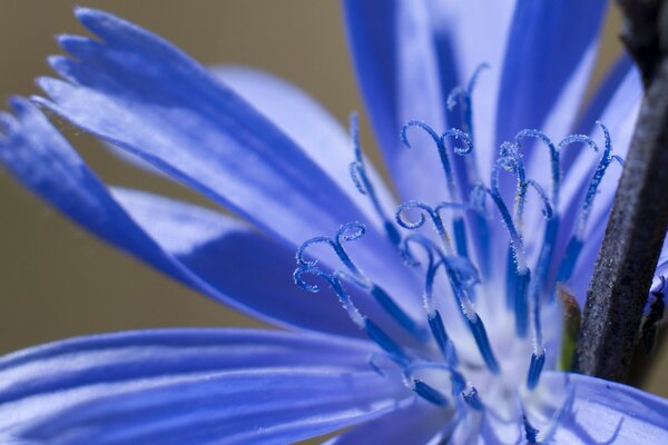 Delicada fotografía macro de la flor azul