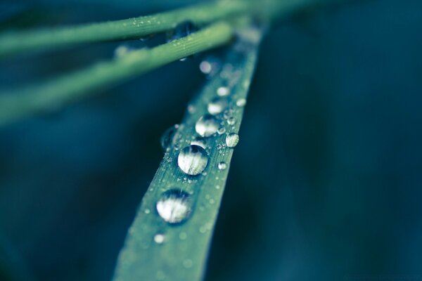 Macro fotografía de una gota de rocío en la hierba