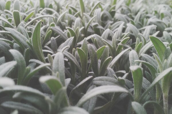 Folhas de plantas jovens delicadas