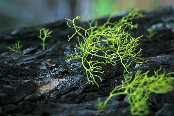 Macro fotografía de musgo en un árbol