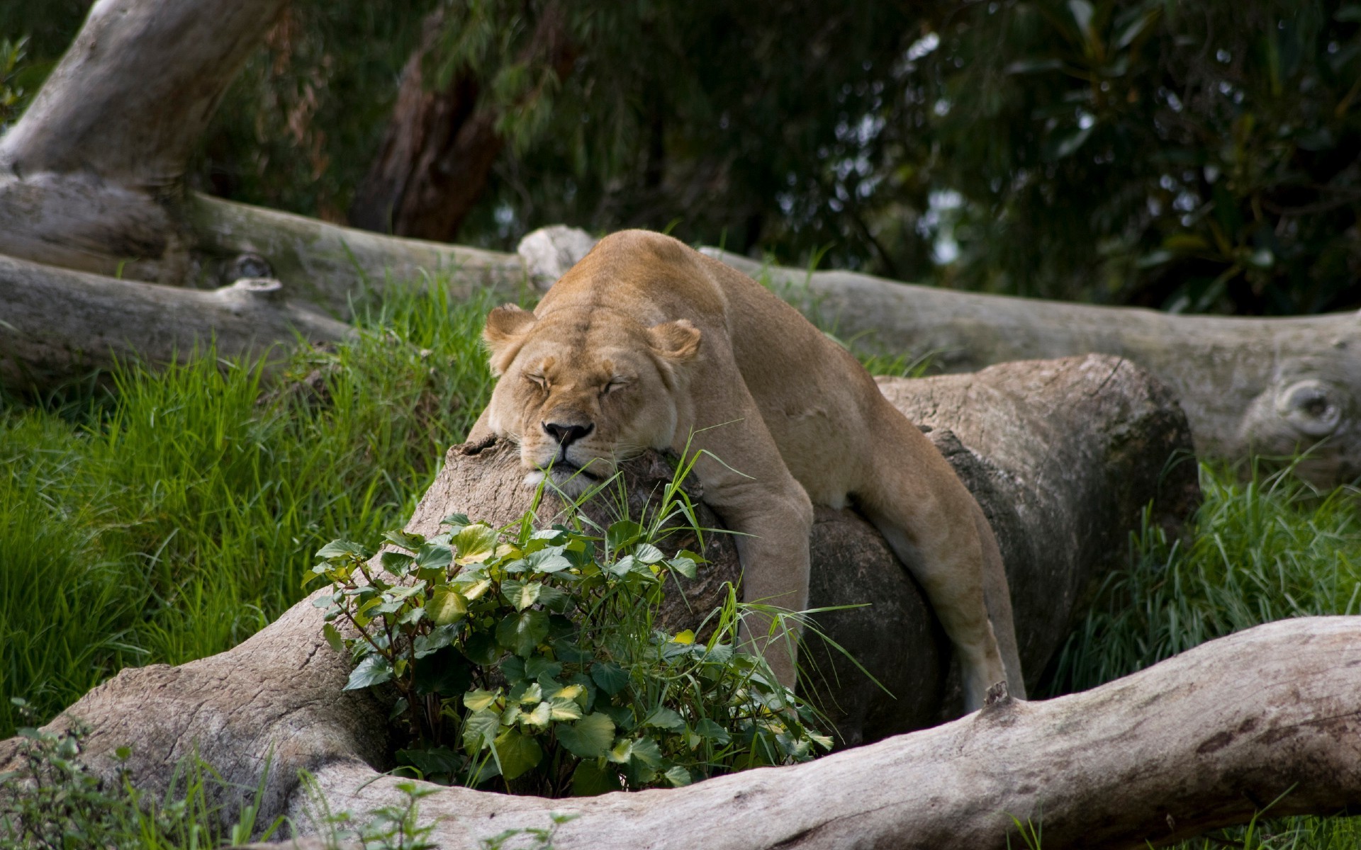 lions nature mammal wildlife grass wild animal lion outdoors predator park zoo cat