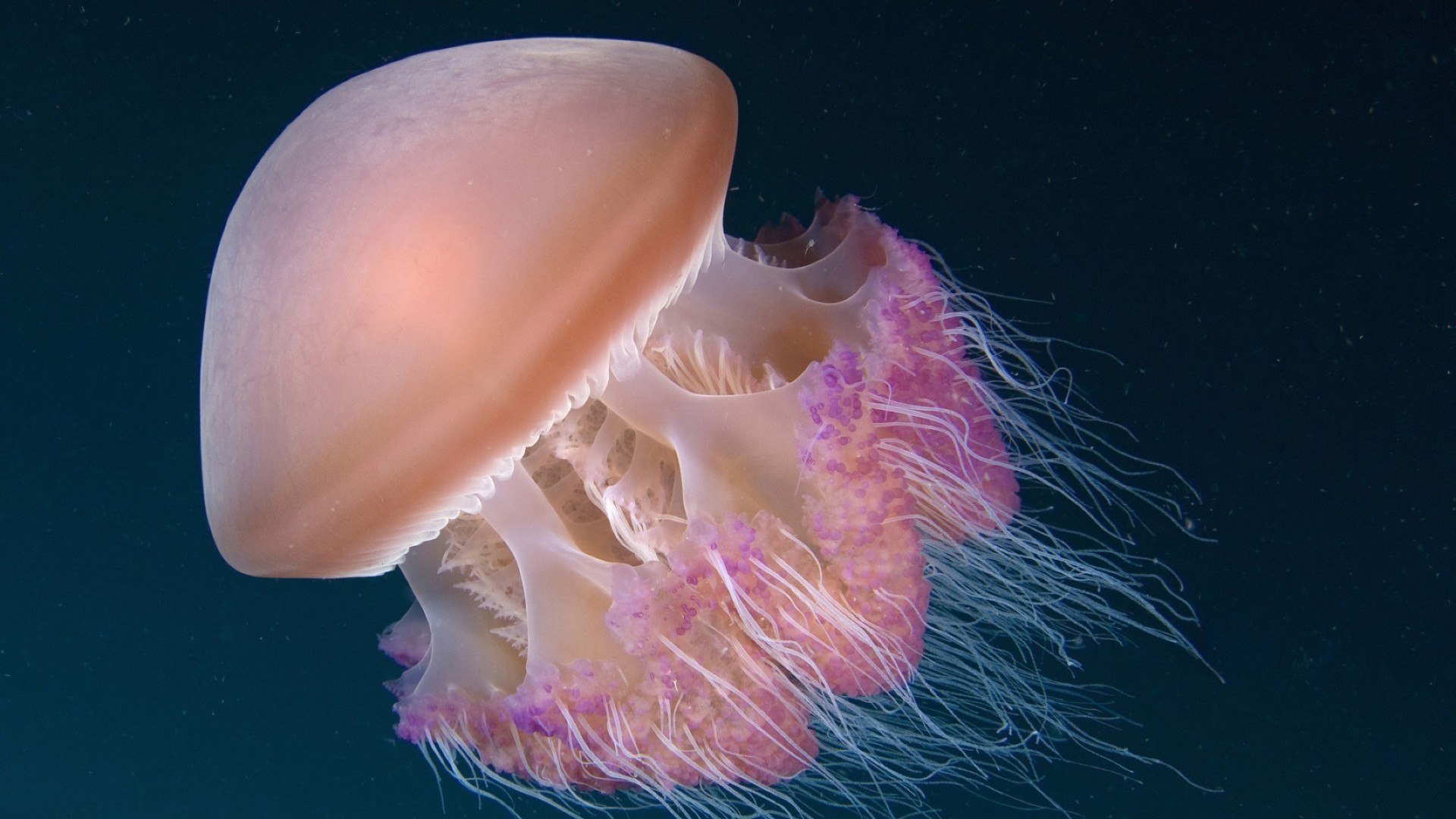 jellyfish underwater desktop invertebrate fish sea one water food color nature