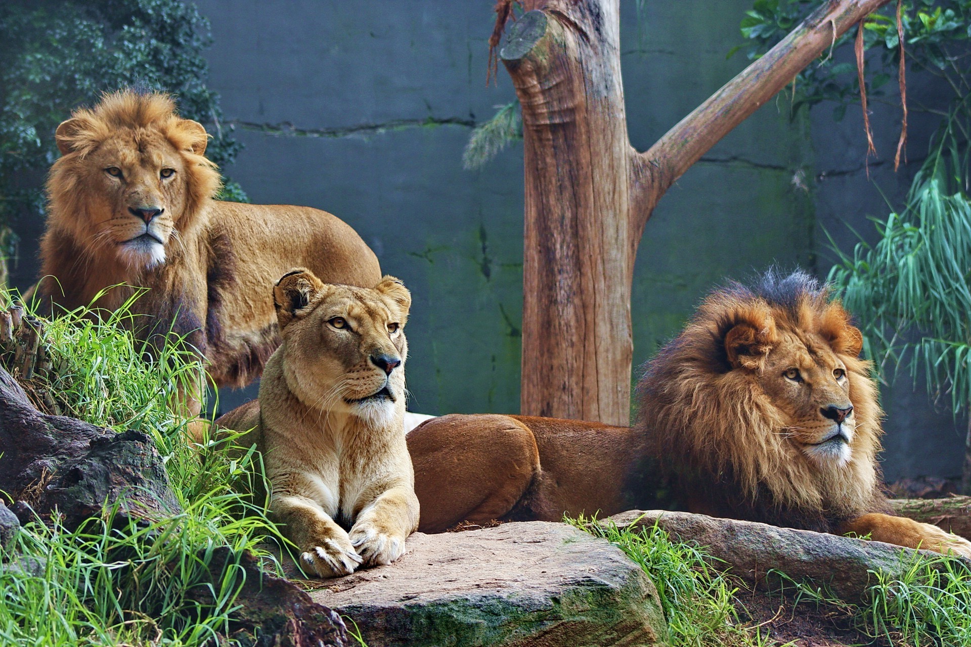 leões gato leão vida selvagem mamífero predador selvagem safari comedor de carne caçador jardim zoológico pele natureza grande pantera animal perigo mané leoa selva