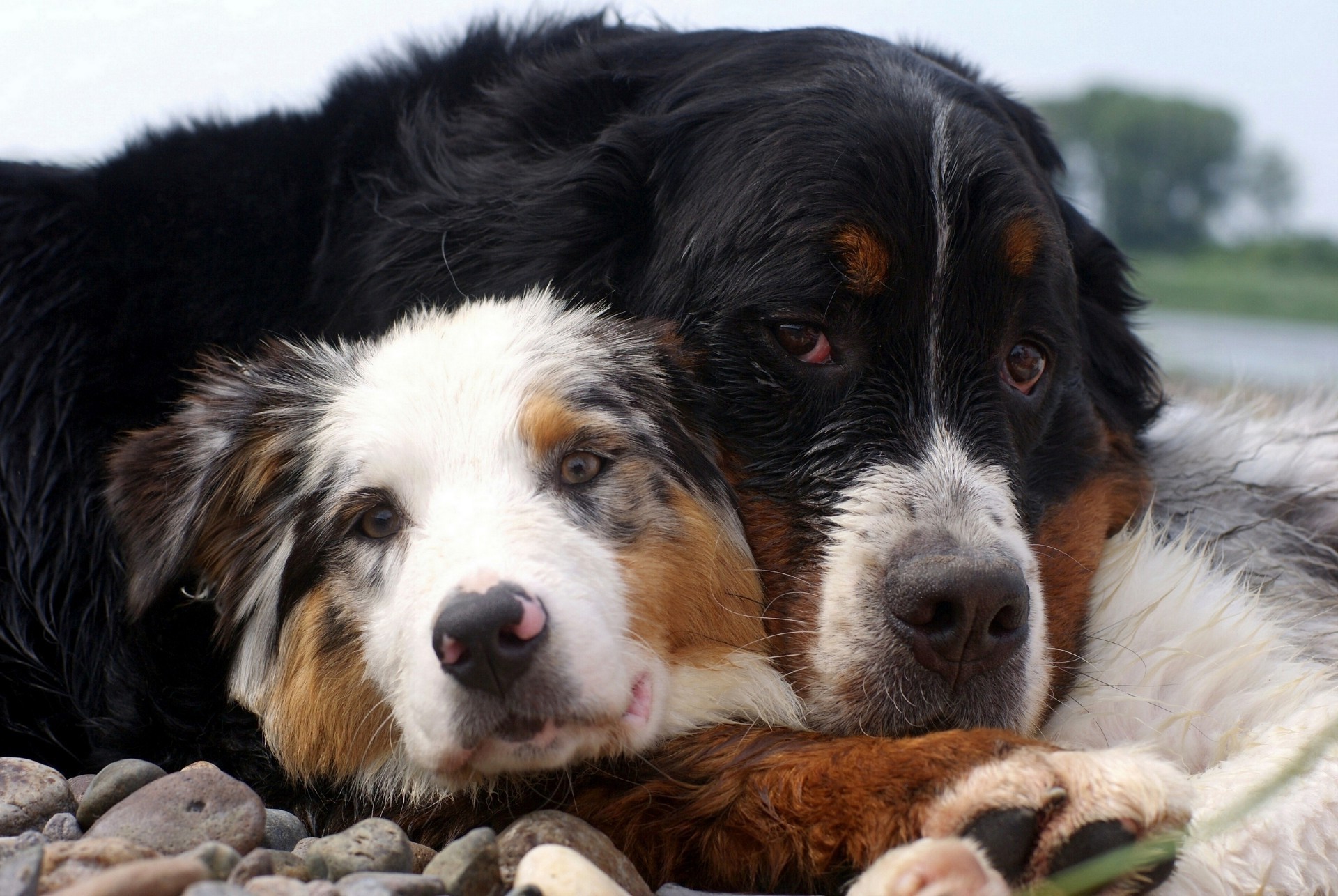 dogs dog canine pet animal cute mammal puppy domestic fur portrait young purebred pedigree looking breed adorable little sheepdog collie