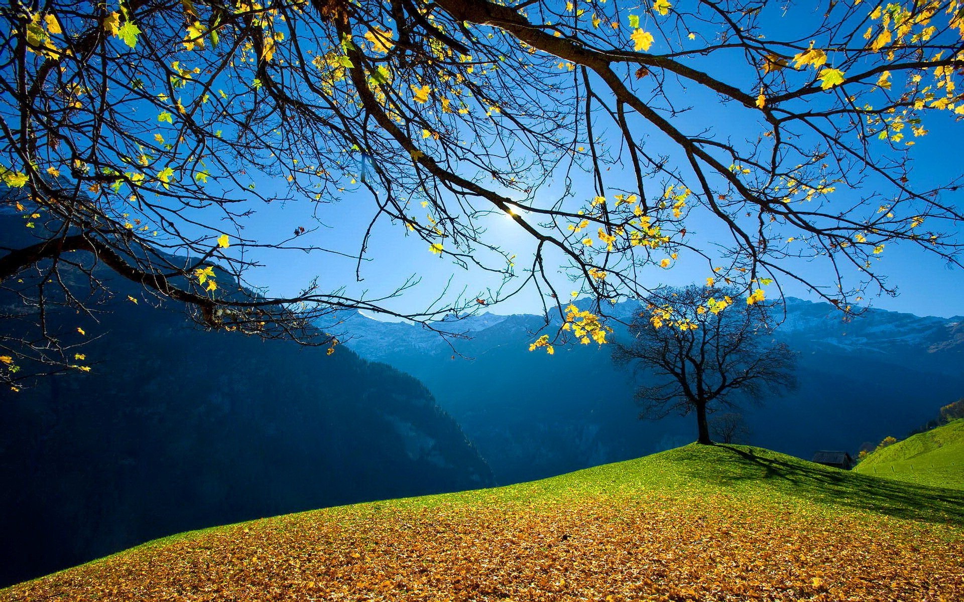 mountains tree landscape nature scenic outdoors fall dawn sky branch leaf wood water fair weather season daylight lake