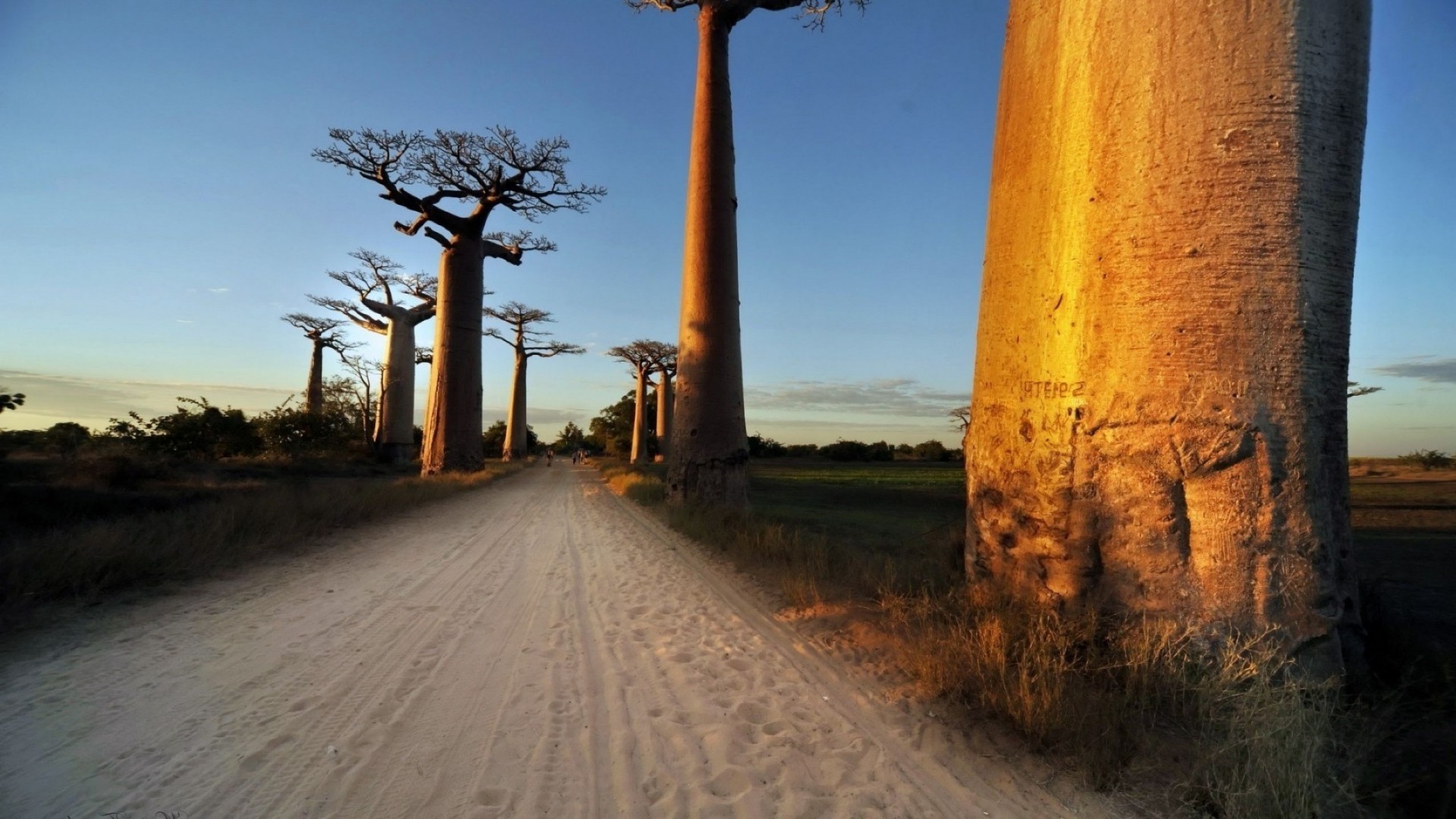 bäume im freien reisen himmel natur baum dämmerung landschaft sonnenuntergang