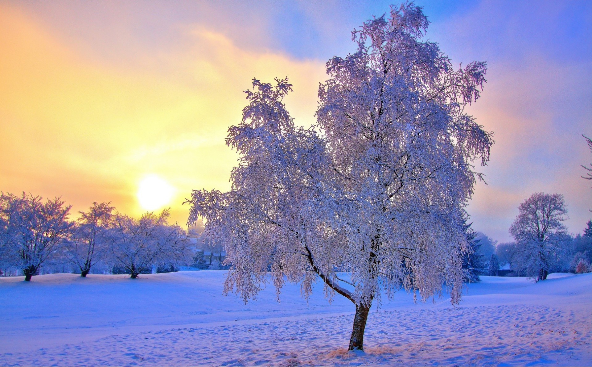 invierno nieve árbol amanecer frío escarcha temporada madera buen tiempo paisaje naturaleza congelado rama tiempo sol escénico hielo parque