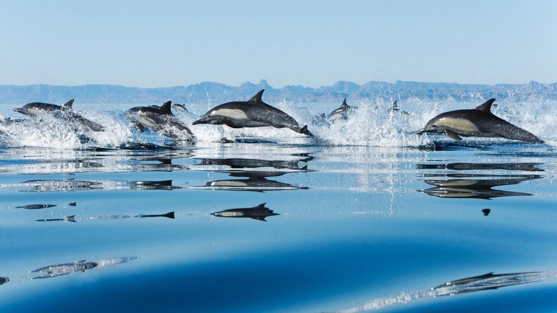 dolphin water nature ice snow outdoors travel winter cold sea ocean swimming recreation blower sky frosty