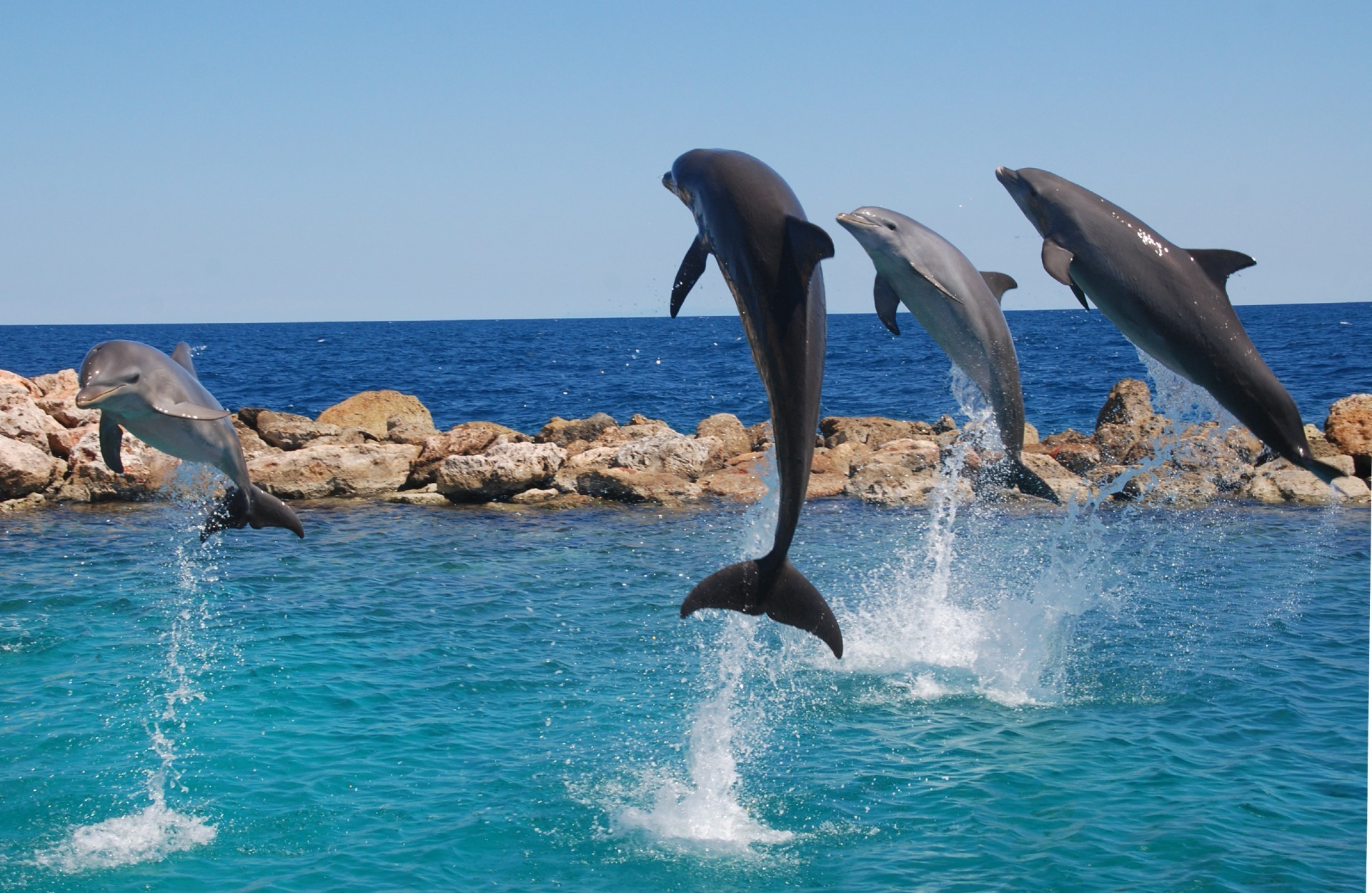 dolphin water swimming sea ocean blower nature summer travel marine whale outdoors diving