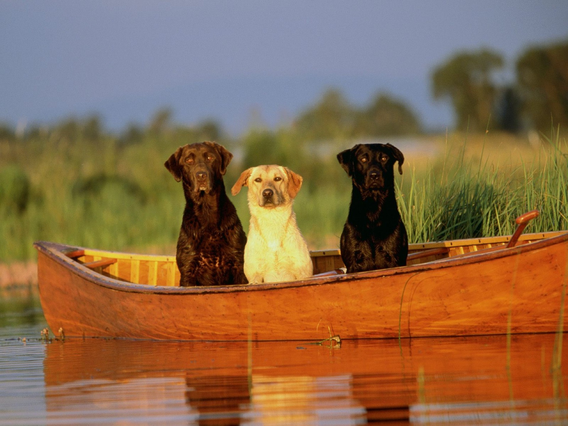 chiens eau à l extérieur coucher de soleil nature voyage bois