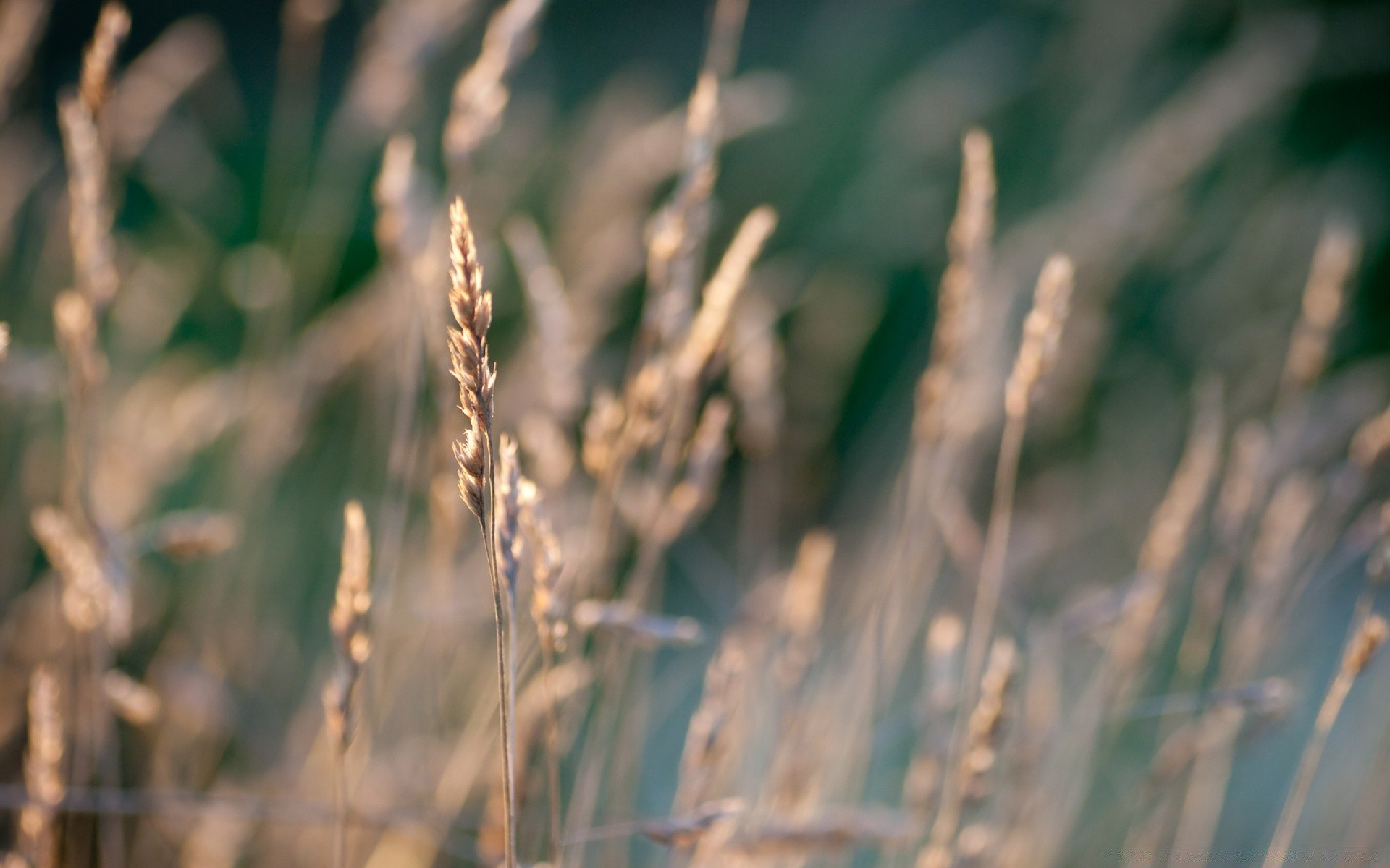 makro fotoğrafçılığı doğa büyüme çimen açık havada reed kırsal alan flora yaprak kabuk şafak güzel hava çiftlik yaz don kuru kış