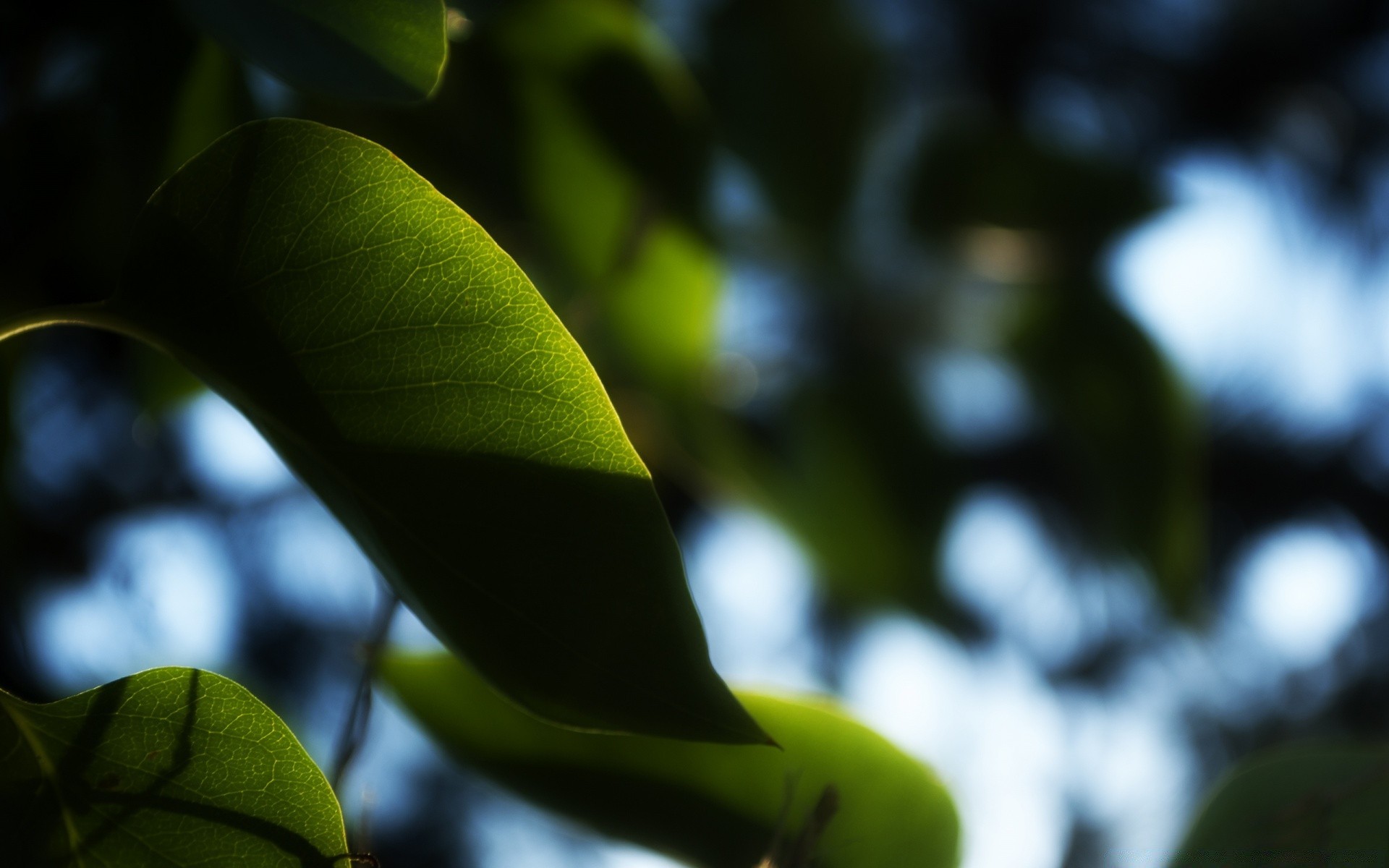 macro leaf blur nature flora tree growth outdoors rain garden summer light color fruit branch