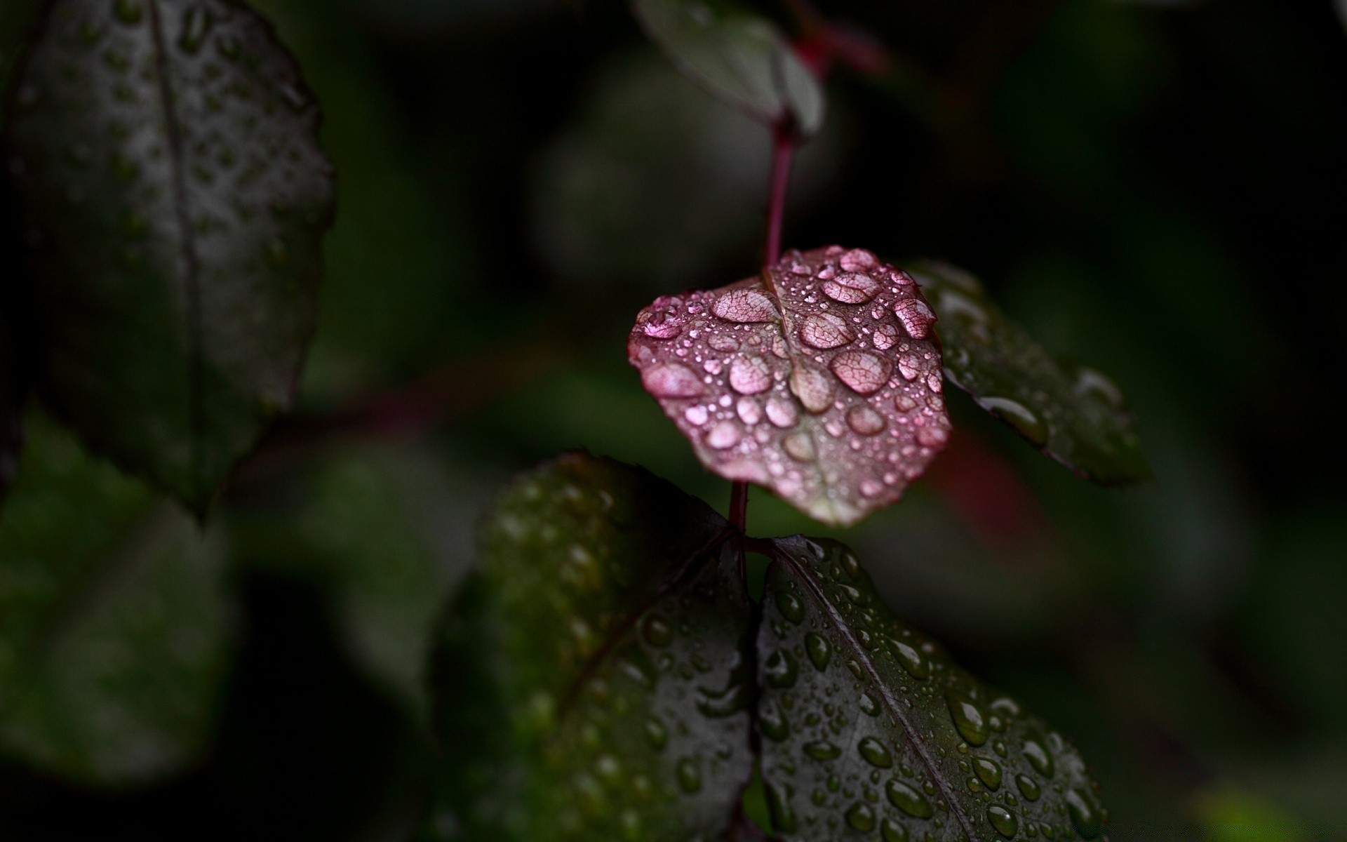 makro liść kwiat flora natura ogród deszcz kolor na zewnątrz zbliżenie światło rosy lato