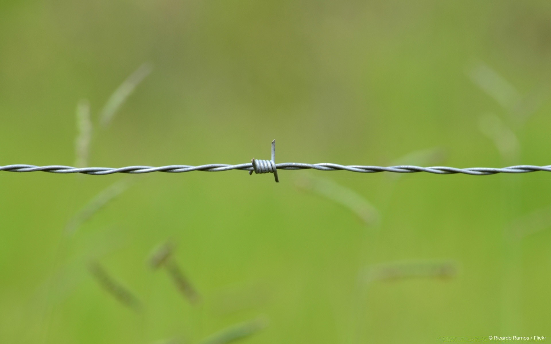 macro barbed wire nature leaf dew outdoors grass rain fence wire wildlife blur growth