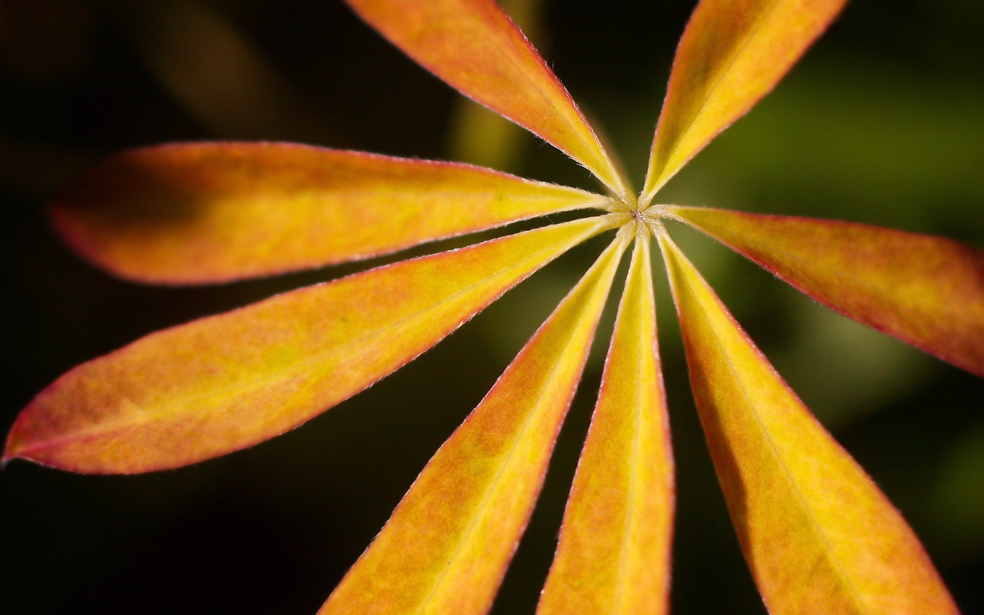 macro feuille nature à l extérieur flou lumineux automne croissance été flore bois