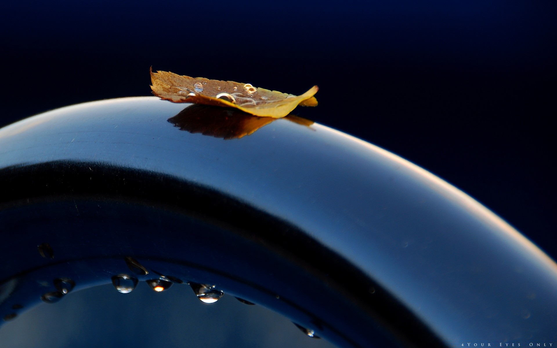 makroaufnahme ein unterwasser auto wasser unschärfe fallen reisen kugelförmig wirbellose wissenschaft