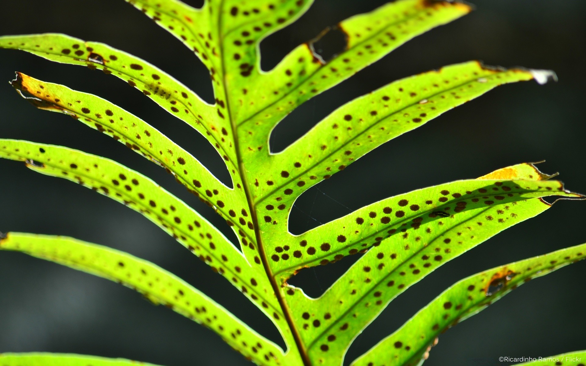 macro leaf nature flora growth texture rain color bright desktop pattern garden summer abstract