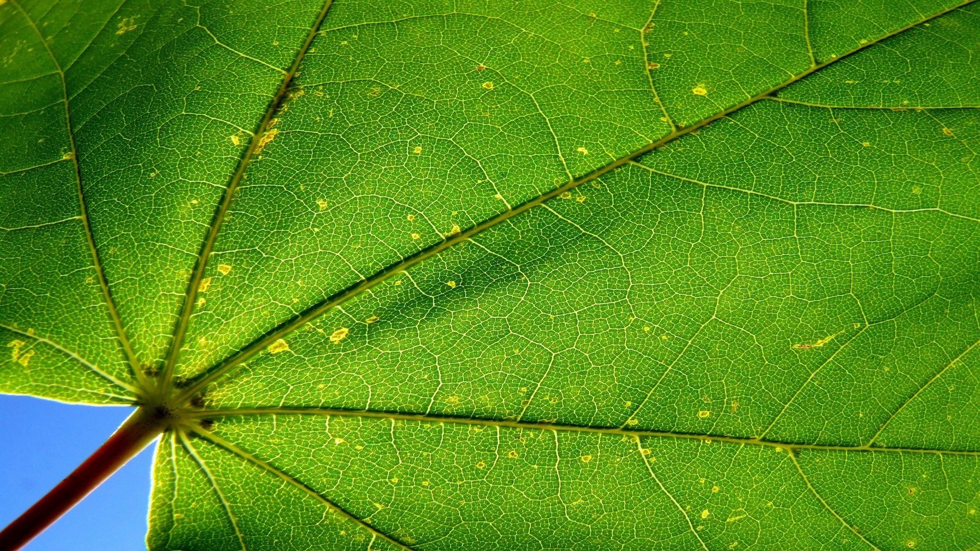 macro leaf flora nature dew garden growth environment close-up rain spider desktop photosynthesis vein color abstract drop ecology environmental insect