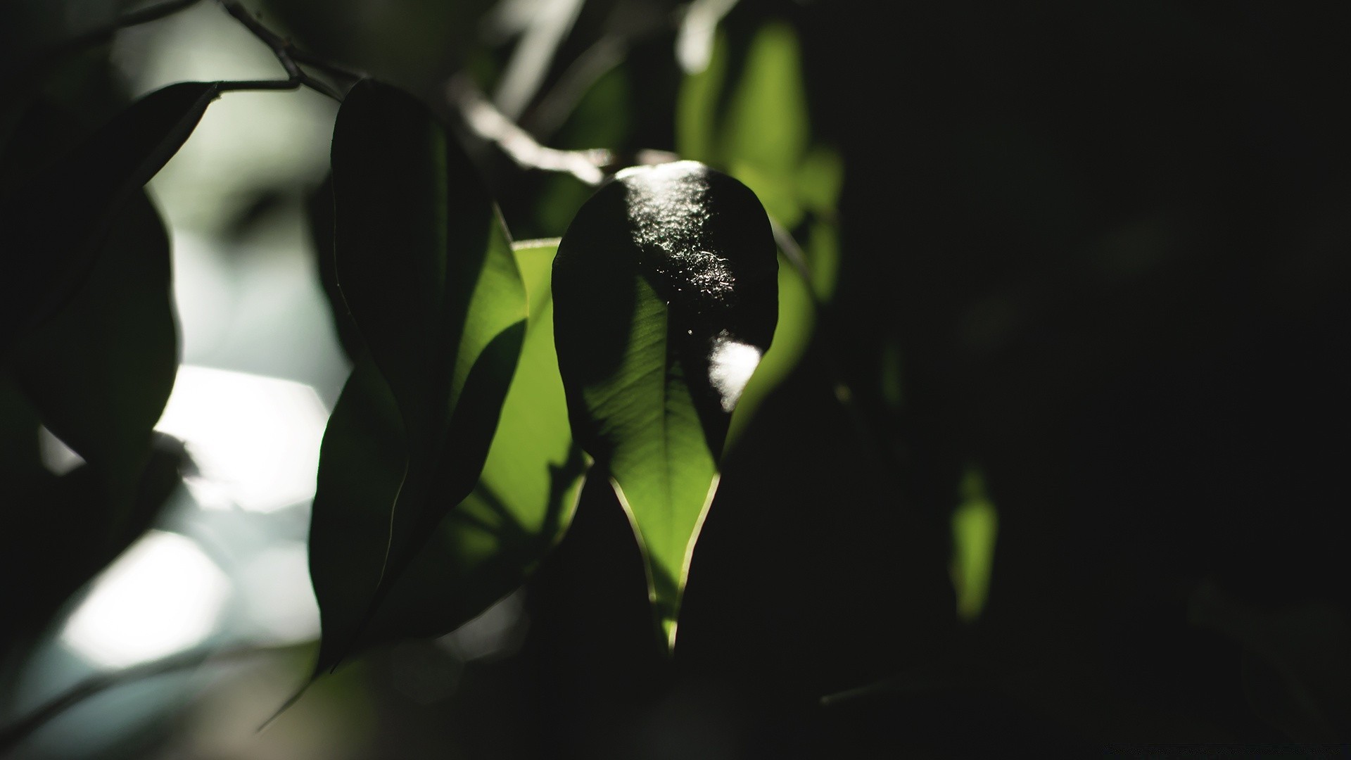 macro leaf blur nature outdoors rain light tree flora flower