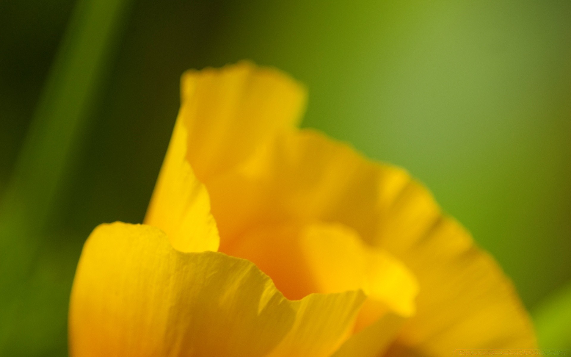 macro natureza flor flora borrão verão brilhante crescimento narciso cor folha pétala floral jardim ao ar livre páscoa